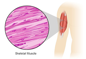 This image shows a males right arm with the tissue of the bicep muscle being called out from the upper arm. The callout reveals that the muscle tissue is densely packed and composed of cylinder shaped cells with many nuclei.