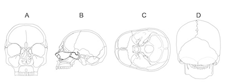 This image shows four views of the human skull from different angles, labeled A through D. A shows an interior view of the front of the skull. Letter B shows an interior view of the left side of the skull. Letter C shows an interior view looking down into the skull from above. Letter D shows an exterior view of the back of the skull.