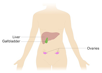 This diagram shows the anterior side of the body of a female. The gall bladder is located in the upper right corner of the abdominal cavity, just to the right of the bodys midline. The two ovaries are located in the lower left and lower right corners of the abdominal cavity, respectively. Each ovary is below and the gall bladder and further from the bodys midline.