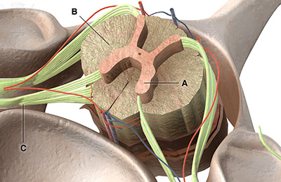 This bla diagram shows a cross section of the spinal cord. Letters A through C each label different areas of the cross section. A points to the darker, H-shaped region of tissue at the center of the spinal cord. B points to the lighter area that surrounds the darker shaded region of A. C points to a nerve that is connecting to the left, anterior side of the spinal cord cross section
