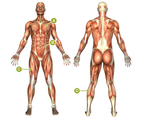 This colored diagram shows the anterior muscles of the human body. There are four labeled arrows (A-D). “A” is pointing to the large pair of round muscles that occupy the chest. “B” is pointing to the row of square shaped muscles on the anterior side of the abdomen. “C” is pointing to a large muscle group on the anterior side of the right thigh. “D” is pointing to the muscle that occupies the medial side of the lower left leg.