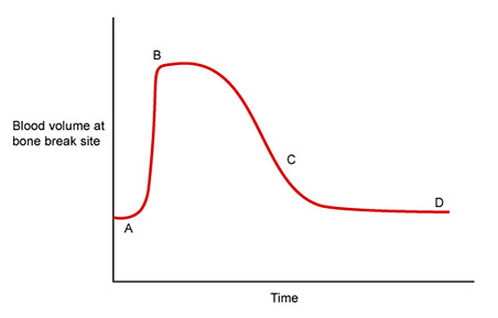 This is a line graph showing blood volume on the y axis and time on the x axis. The plot line is shown in red. The line starts about one quarter of the way up the y axis at point A. The line then quickly increases to point B, which is almost at the top of the y axis but only about a tenth of the way across the x axis. The line then gradually descends, reaching point C approximately midway across the x axis and midway up the y axis. The plot line begins to level out, only slightly decreasing before reaching point D, the endpoint.