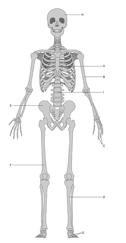 This figure shows a front view of the human skeleton with several bones labeled. Bone A is the sternum, centrally located on the anterior side of the rib cage. Bone B is the humerus, the upper bone of the arm. Bone C is one of the bones of the fingers. Bone D is the tibia located in the lower leg. Bone E is the right pelvic bone located in the hip. Bone F is the right femur located in the upper leg. Bone G are the bones of the middle toe. Bone H is the left temporal bone located in the skull. Bone I is the lumbar region of the vertebral column.
