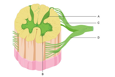 This diagram shows a cross section of the spinal cord. The cross-section is primarily light colored tissue surrounding a butterfly shaped core of dark colored tissue. Letter A indicates one of the two projections of darker colored tissue on the dorsal side of the cross section. Letter B indicates one of the two projections of darker colored tissue on the ventral side of the cross section. Letter C indicates a nerve that branches and connects to the left projection of darker colored tissue on the dorsal side of the cross section. Letter D indicates a nerve that branches and connects to the left projection of darker colored tissue on the ventral side of the cross section.