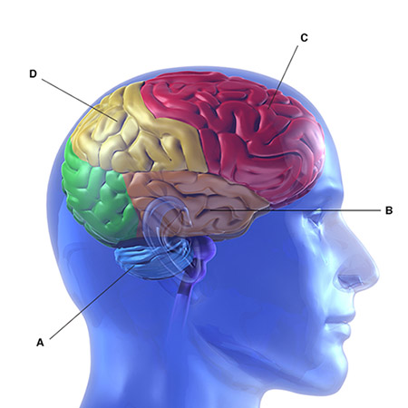 This figure shows a right lateral view of the brain. Letter A indicates the bun-shaped structure located at the base of the brain just posterior to where the brain connects to the spinal cord. Letter B indicates the side regions of the upper part of the brain, which contain many convoluted ridges of tissue. Letter C indicates the front regions of the upper part of the brain, which contain many convoluted ridges of tissue. Letter D indicates the top regions of the upper part of the brain, which contain many convoluted ridges of tissue.