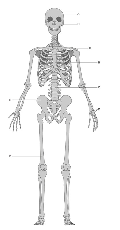 This figure shows a front view of the skeleton with several of the bones labeled. Bone A is the temporal bone located on the left side of the skull. Bone B is the sternum, centrally located on the anterior side of the rib cage. Bone C is the lumbar region of the vertebral column. Bone D includes the group of bones in the left wrist. Bone E is the right pelvic bone located in the hip. Bone F is the right femur located in the upper leg. Bone G is the left clavicle, also known as the collarbone, which connects the sternum to the left shoulder blade. Bone H is the left cheekbone located on the middle part of the face.