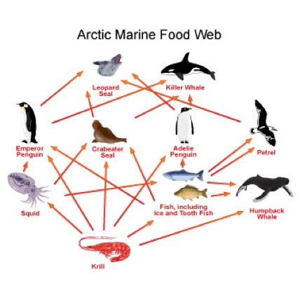 Solved 51. Use this Arctic marine food web to answer the | Chegg.com