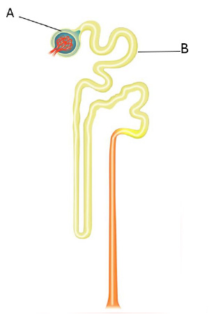 This diagram depicts a nephron. Letter A is the beginning of the nephron, which is an enlarged sphere-shaped capsule that contains a mass of capillaries. Letter B is pointing to A tube extends from the outer layer of the sphere, which travels in a convoluted way for a short distance. This tube then descends down and curves back along itself, forming a long loop. After finishing its ascent along the loop, the tube continues to travel in a convoluted way for a short distance until connecting to a darker-colored and wider tube that descends down and off of the page.